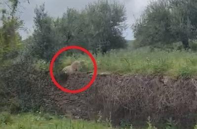 
	Uno dei cani che vaga incustodito nella frazione

