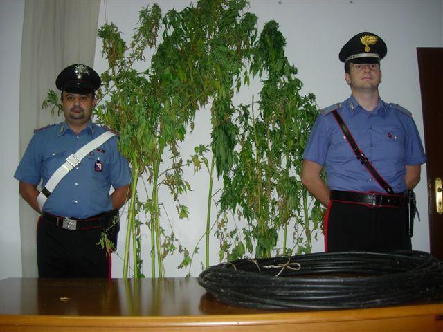 Piante di cannabis alte due metri nel terreno comunale 