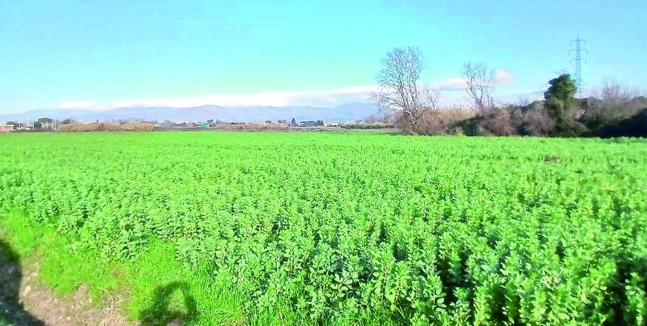 
	Il terreno accanto al Macrolotto di Iolo sul quale &egrave; stata aperta un'inchiesta

