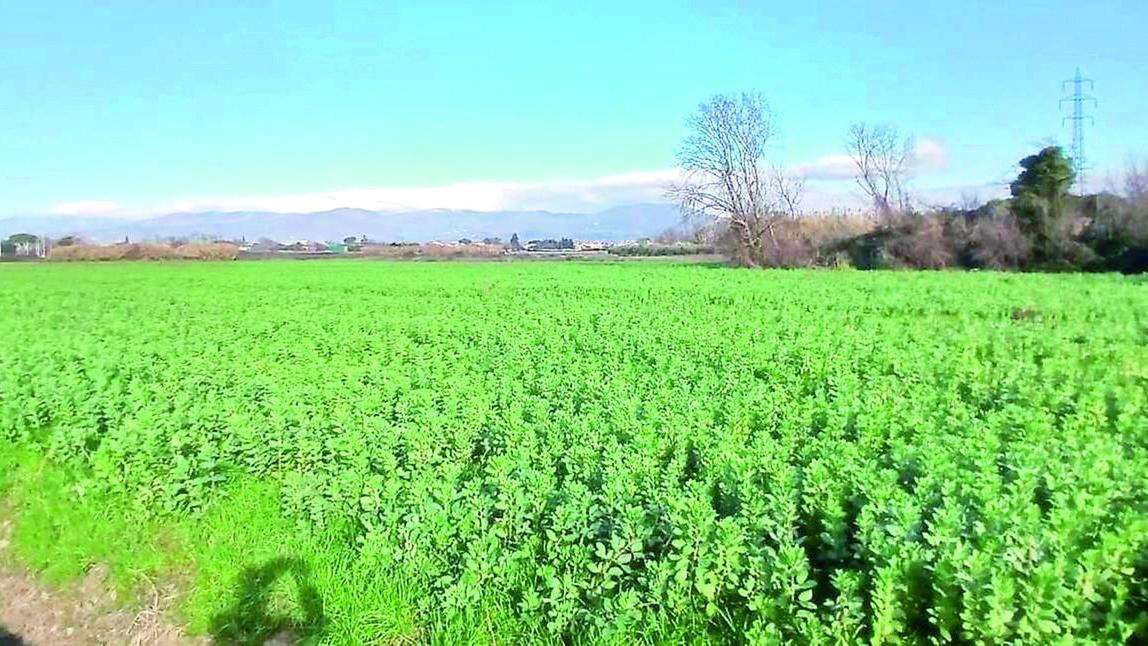 Il terreno accanto al Macrolotto di Iolo sul quale è stata aperta un'inchiesta