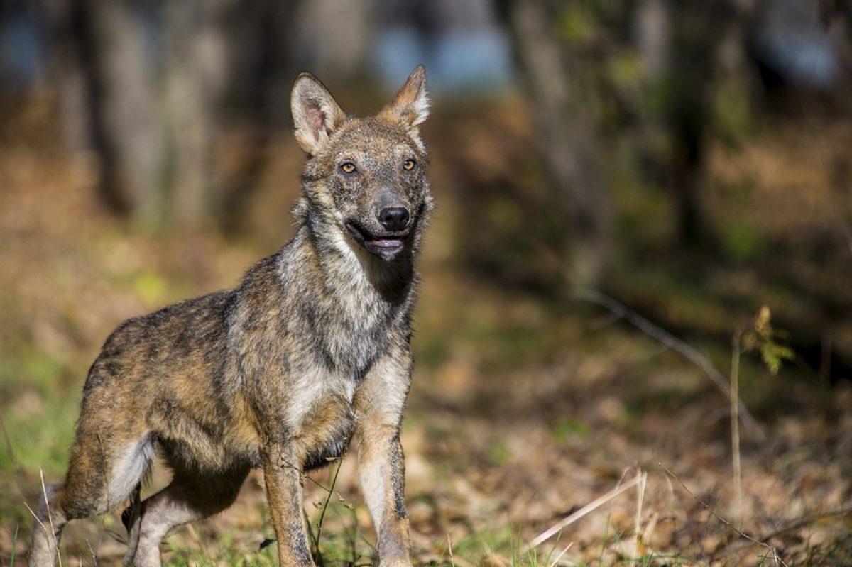 Lupi in pericolo: dieci casi di bracconaggio in Emilia-Romagna nel 2025