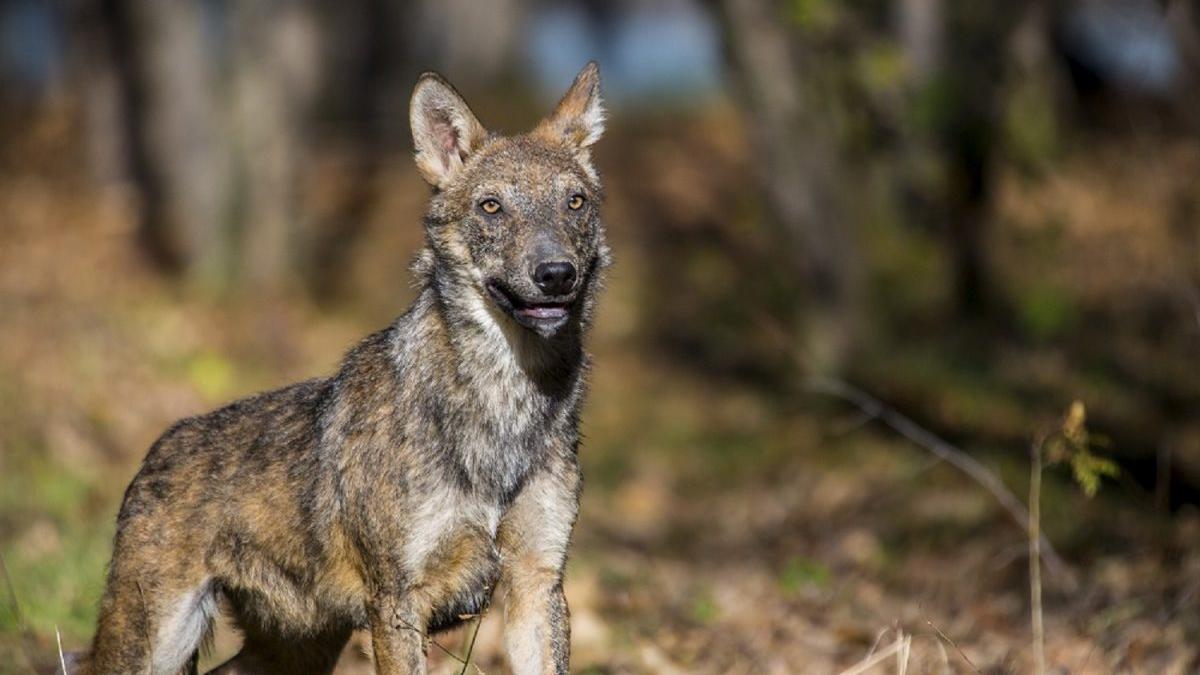 Lupi in pericolo: dieci casi di bracconaggio in Emilia-Romagna nel 2025