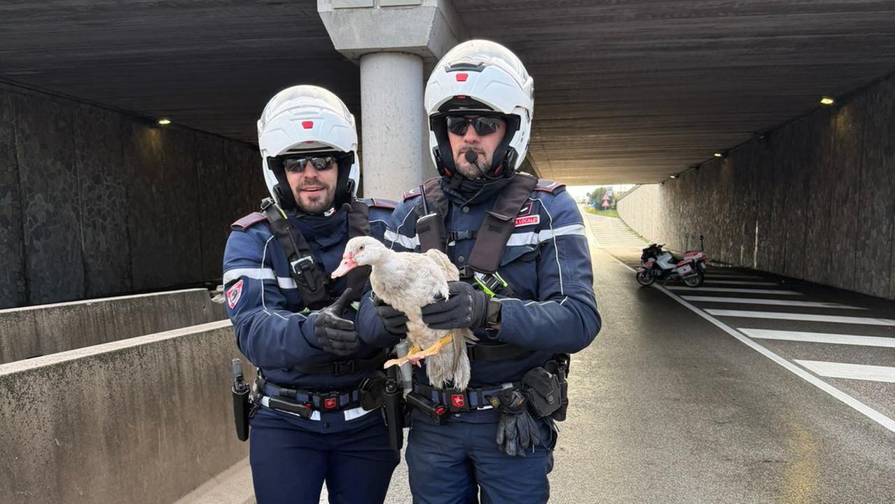 I due agenti con l'anatra sulla Declassata