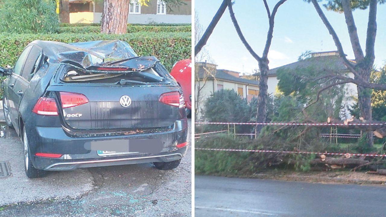 
	L'auto danneggiata e il pino caduto

