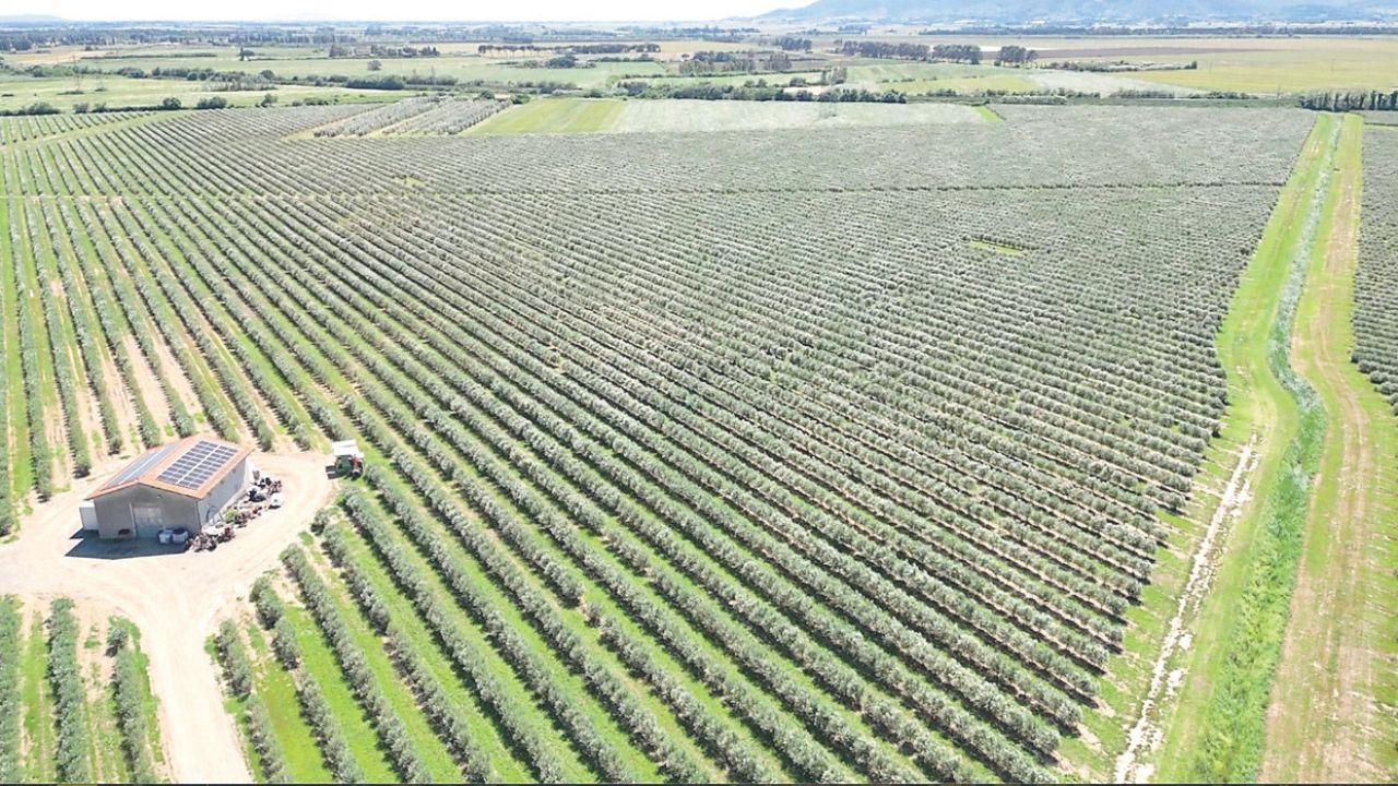 Maremma, la rivoluzione dell’olio: come la “superintensiva” sta cambiando paesaggio e mercato toscano