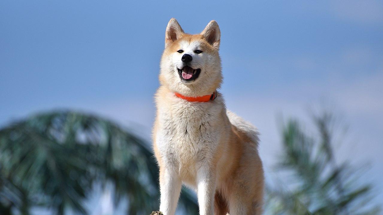 Un esemplare di cane Akita (foto di Biser Yanev)