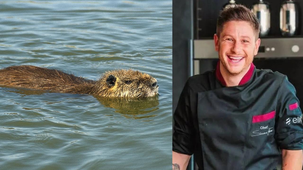 Mangiare carne di nutria? Lo chef ferrarese Finetti approva: «La metterei in menù»
