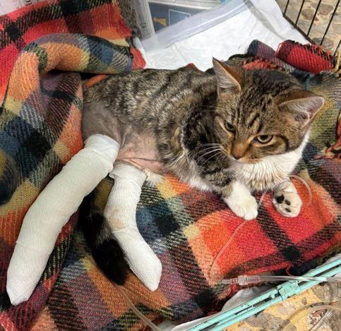 Ginetta, gattina investita e abbandonata in Appennino: ecco come fare per aiutarla