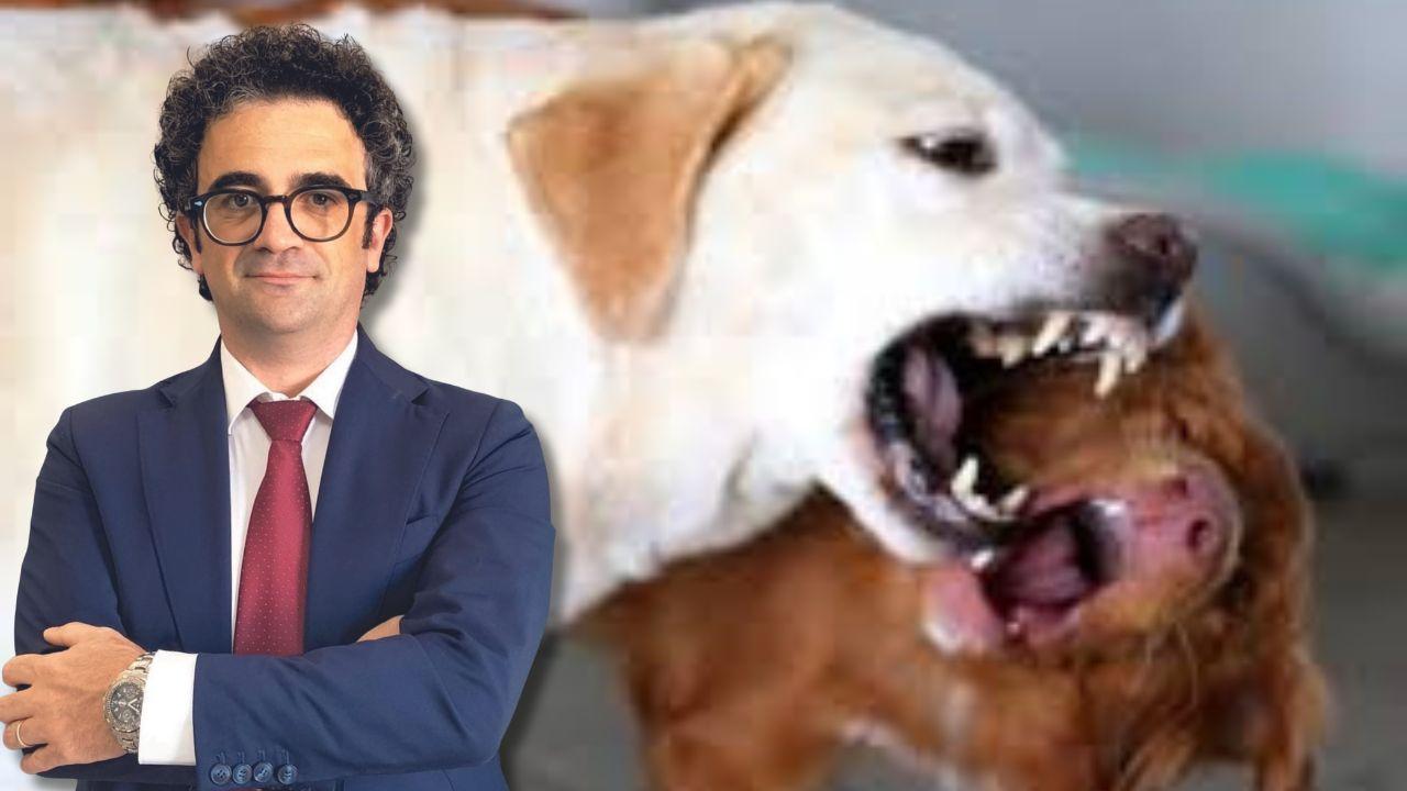 La responsabilità
del padrone del cane
che provoca un danno