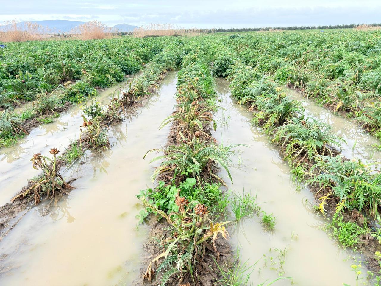 Troppe piogge, le colture marciscono nei campi: a rischio i prodotti sardi sui banchi dei mercati