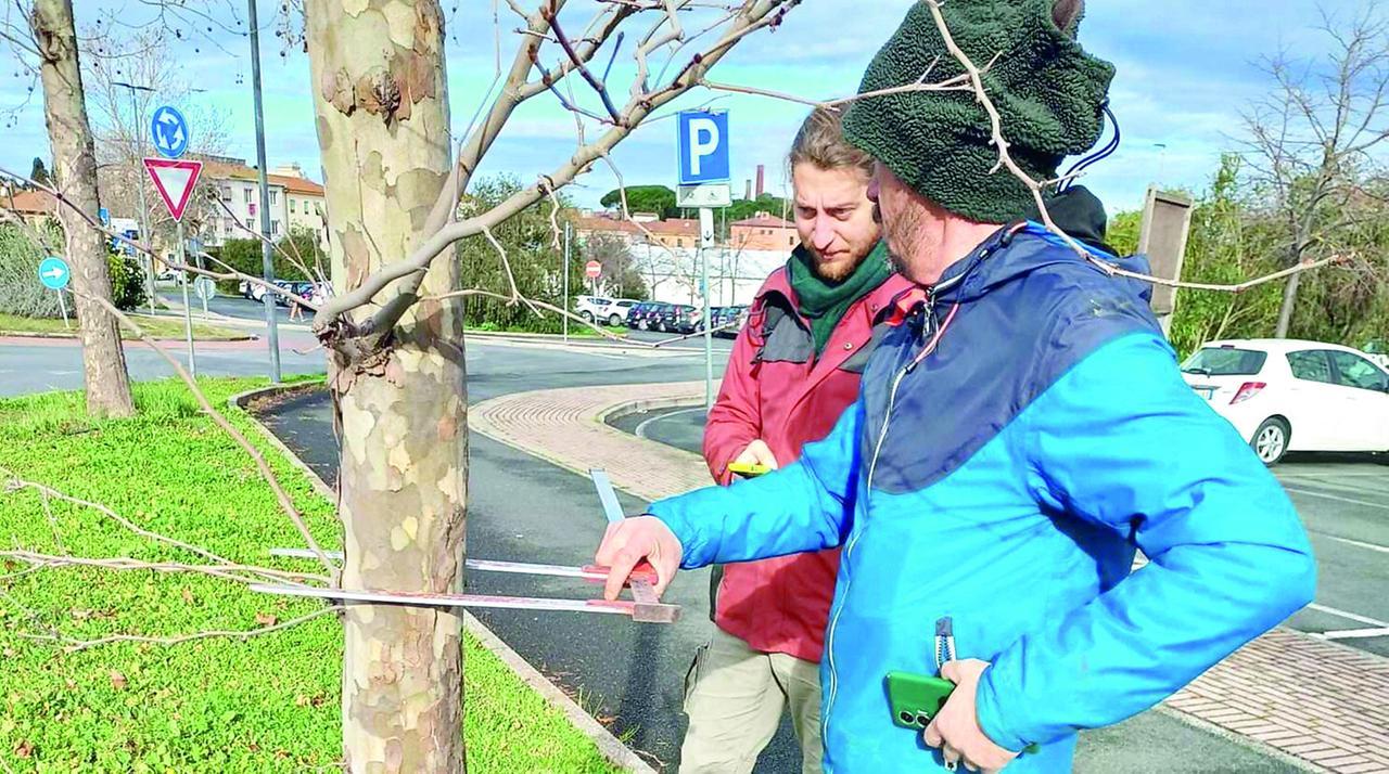 
	Il censimento degli alberi

