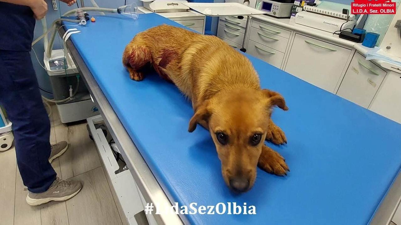 Olbia, cucciolo ucciso con le forbici. La Lida: «Chi lo ha fatto deve pagare»