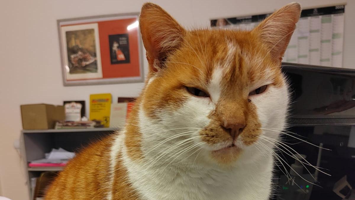 Romeo, lo “sceriffo” di Bagnolo: il gatto che è stato adottato un intero quartiere