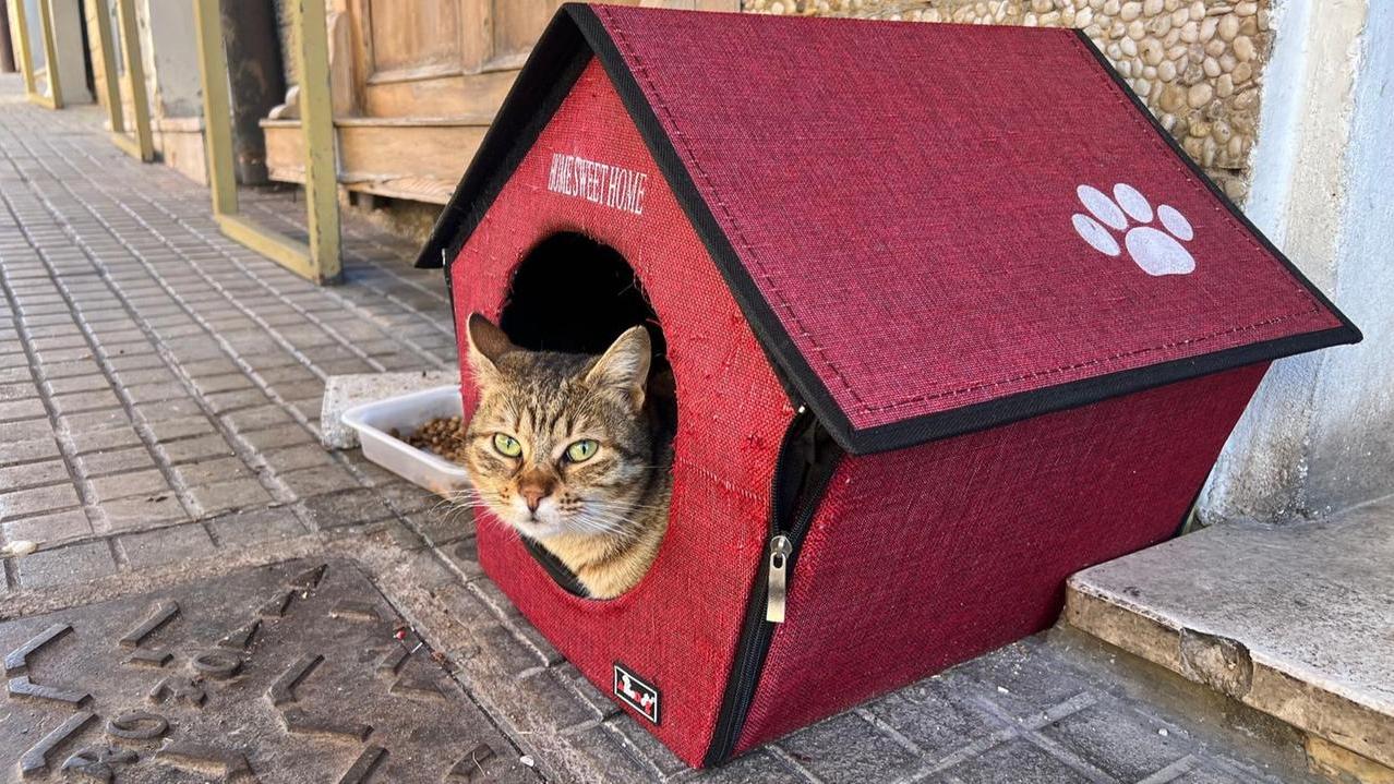 Goldina, la gattina trovatella ha conquistato San Giuseppe