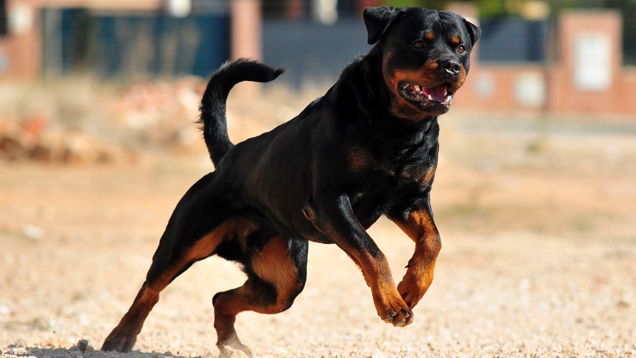 L'uomo era stato aggredito da tre rottweiler mentre faceva running (foto di repertorio)