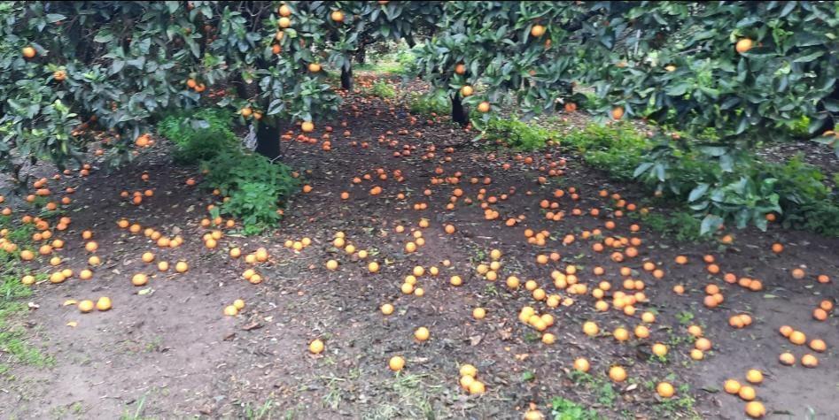 Il maestrale devasta gli agrumeti, sradicate decine di alberi: produzione compromessa