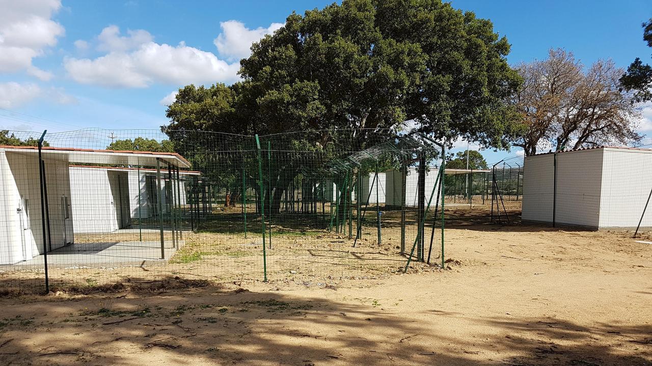 Tempio, il Comune chiude il canile: tutti gli animali saranno trasferiti