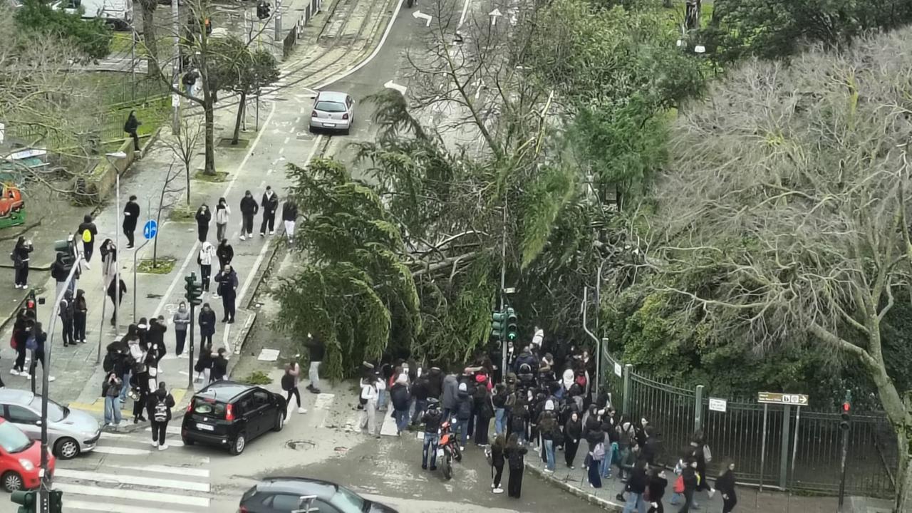 L'albero è crollato all'Emiciclo Garibaldi sul marciapiede di Viale Italia (foto Ivan Nuvoli)