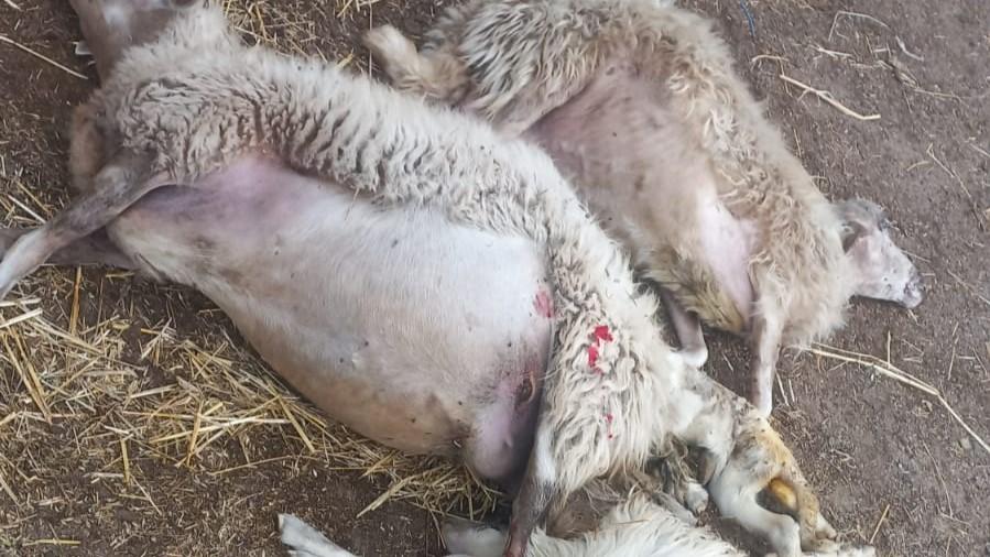 Allevamenti decimati dalla lingua blu, stanziati 21 milioni di indennizzi – quanti sono i beneficiari