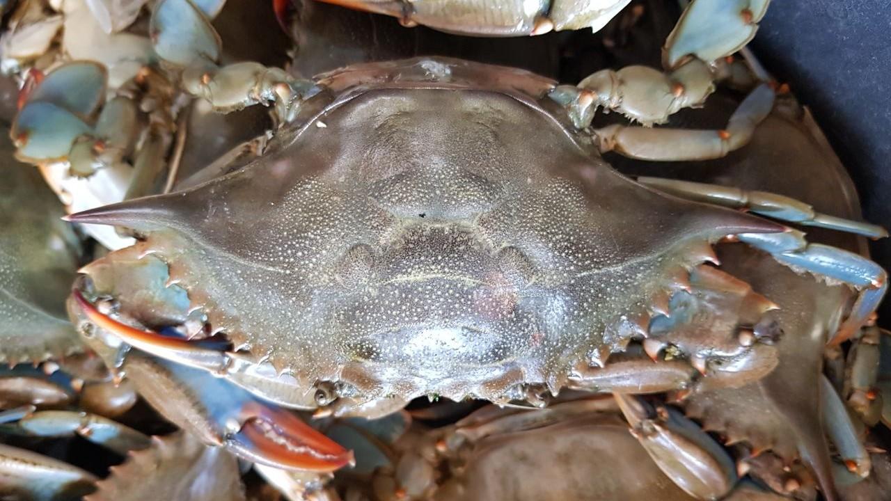 Granchio blu e noce di mare, è allarme rosso e scatta il piano anti invasione