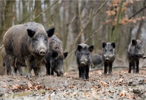 
	Peste suina, prevista l'estensione della caccia al cinghiale

