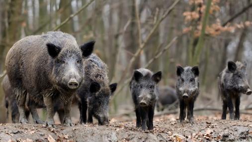 Peste suina, prevista l'estensione della caccia al cinghiale