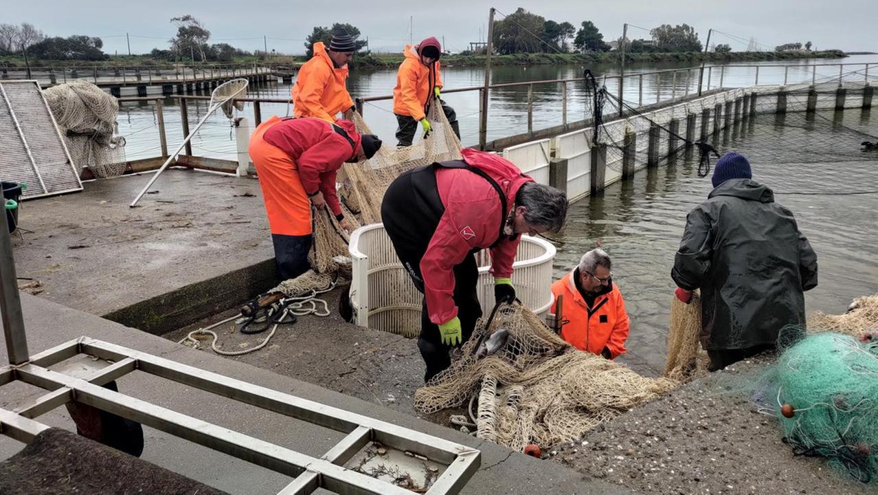 Pescatori della cooperative Pontis di Cabras a Sa Mardini nella lavoriera