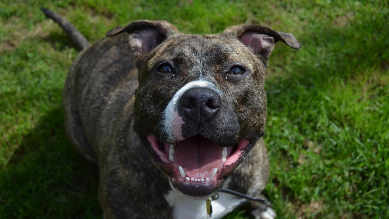 
	Il pitbull &egrave; morto in seguito alle coltellate

