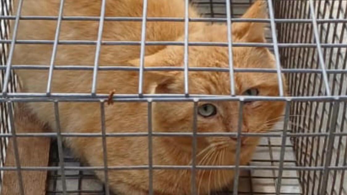 Gatti scomparsi nell’agro di Sassari, li catturava il proprietario di un terreno: uno trovato morto, l’altro in una trappola