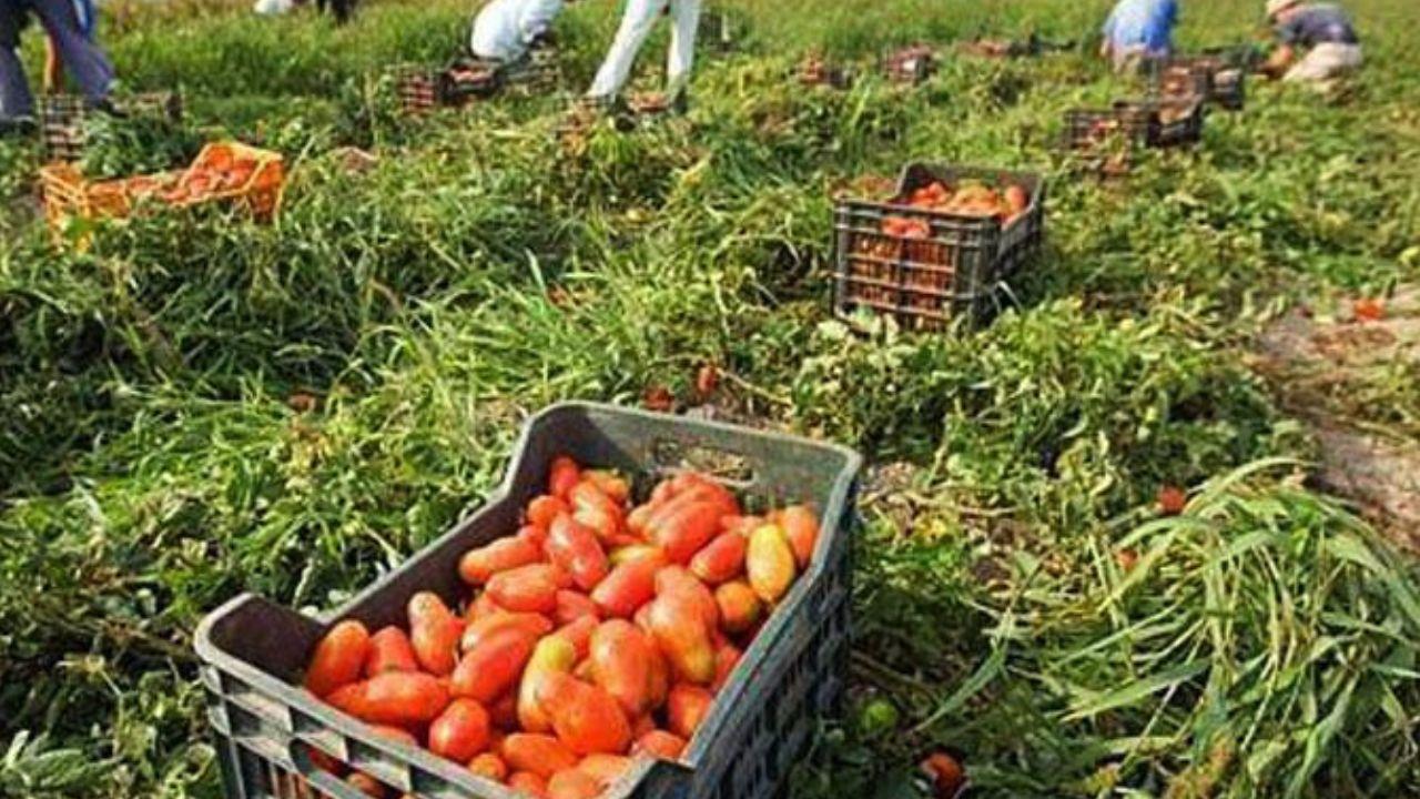 «Sei troppo lento a lavorare» e lo massacrano: ennesimo caso di caporalato in Maremma