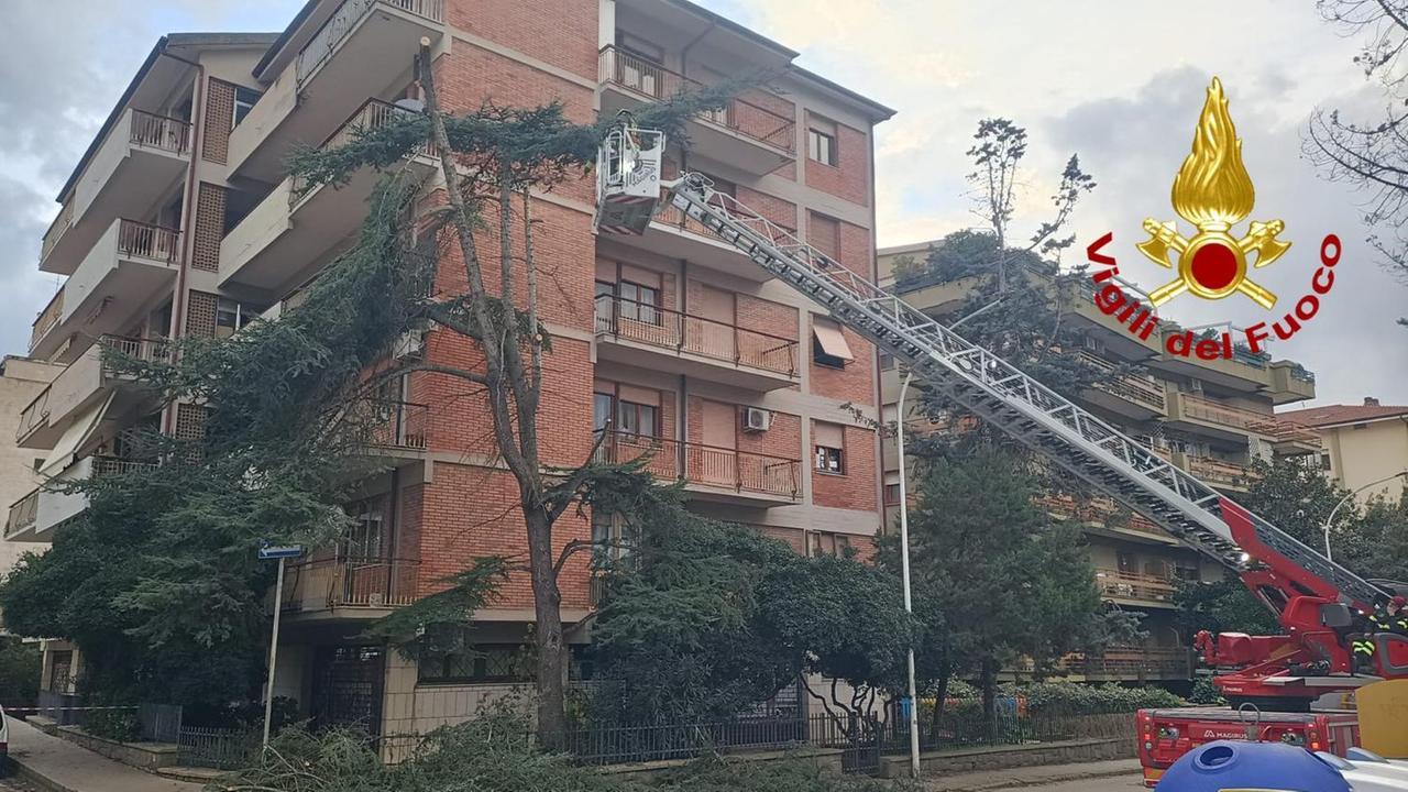 Sassari, paura in via Oriani per un albero piegato dal vento sulla strada
