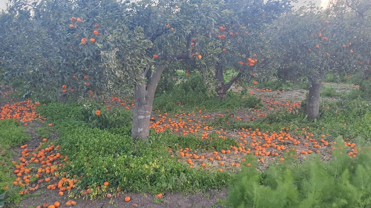 L’albero crolla e lo sfiora, collaboratore scolastico vivo per miracolo: «Sono stato fortunato»