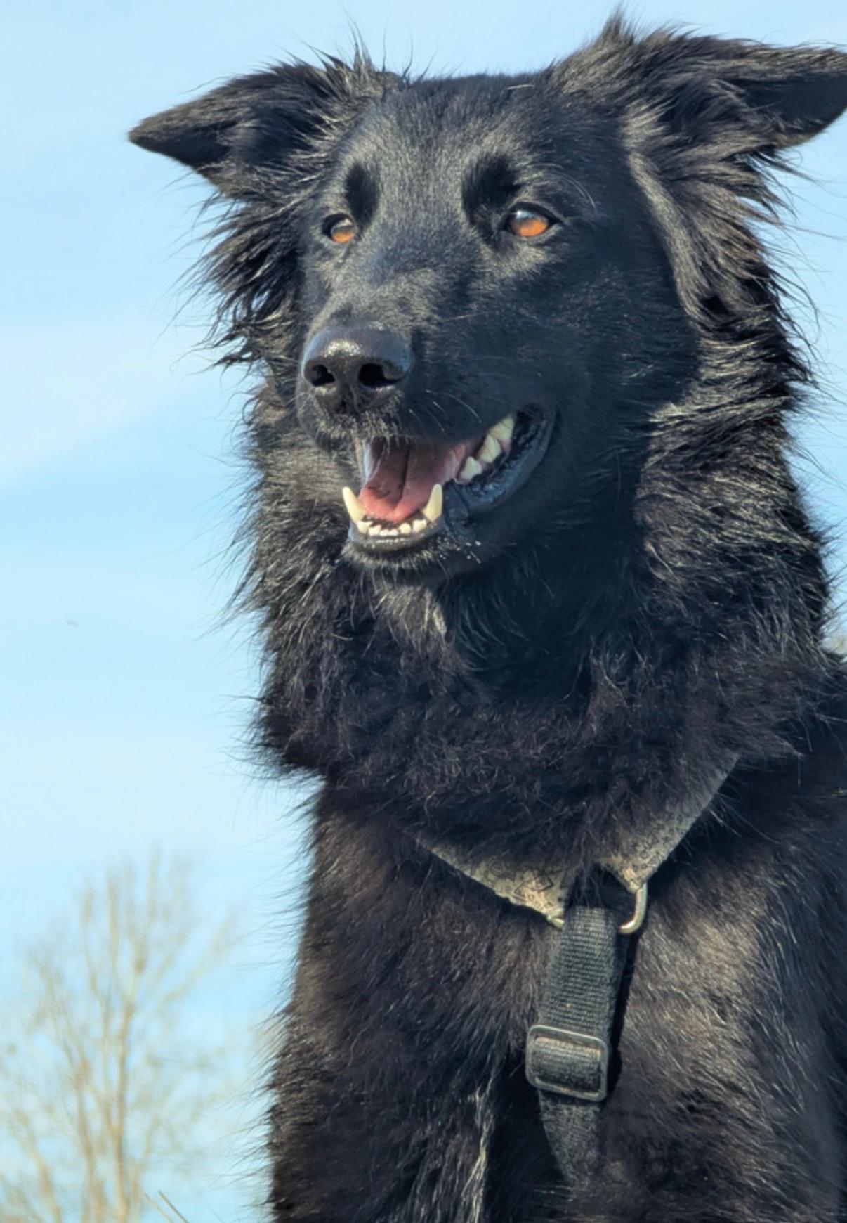 Dispersa nel Serchio, appello per ritrovare Kora