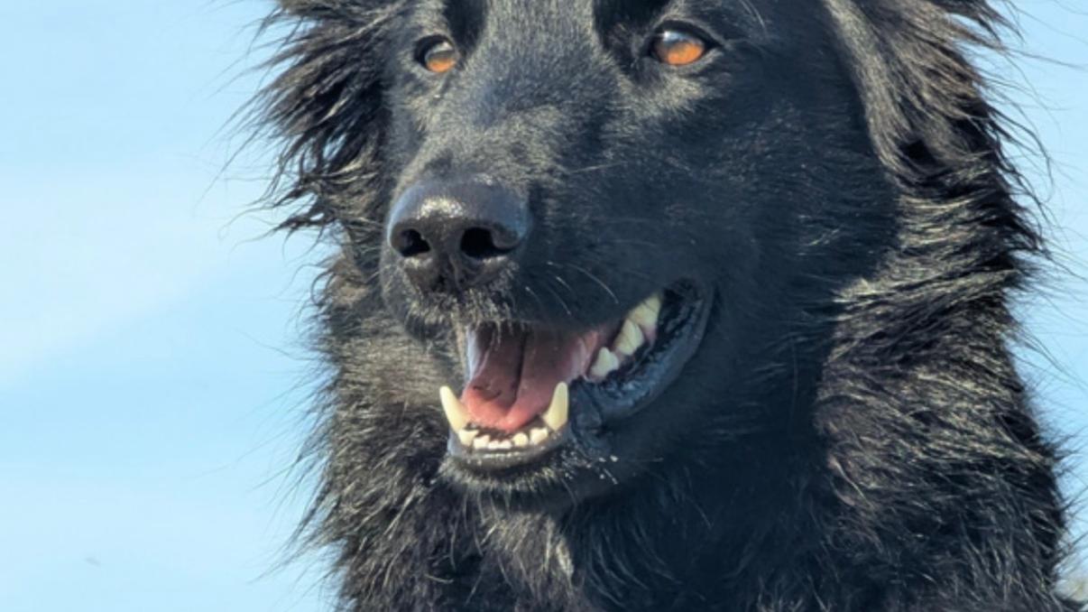 Dispersa nel Serchio, appello per ritrovare Kora