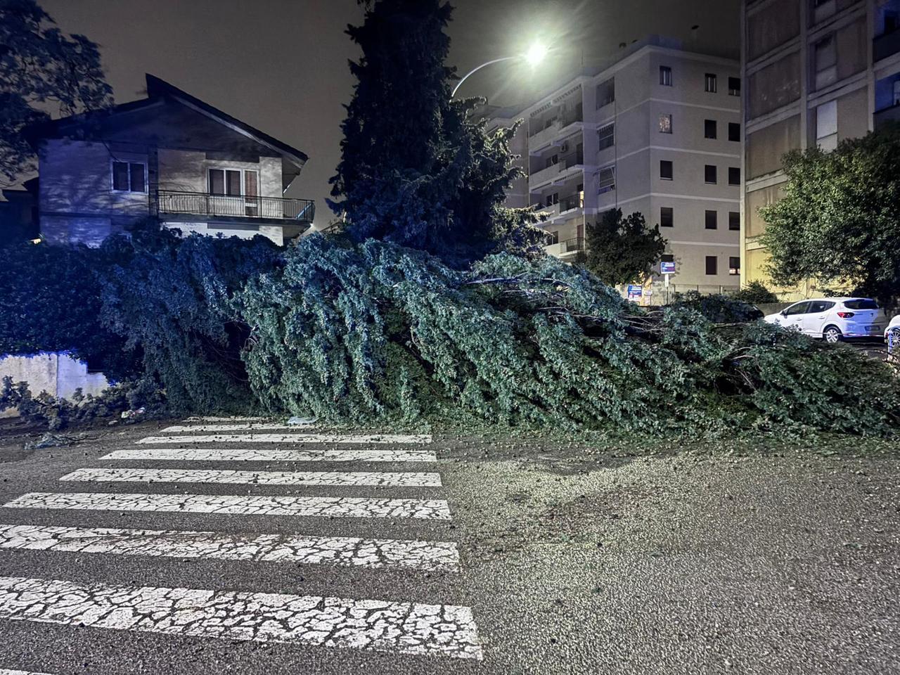 Sassari, crolla un albero tra via Casula e via Gramsci