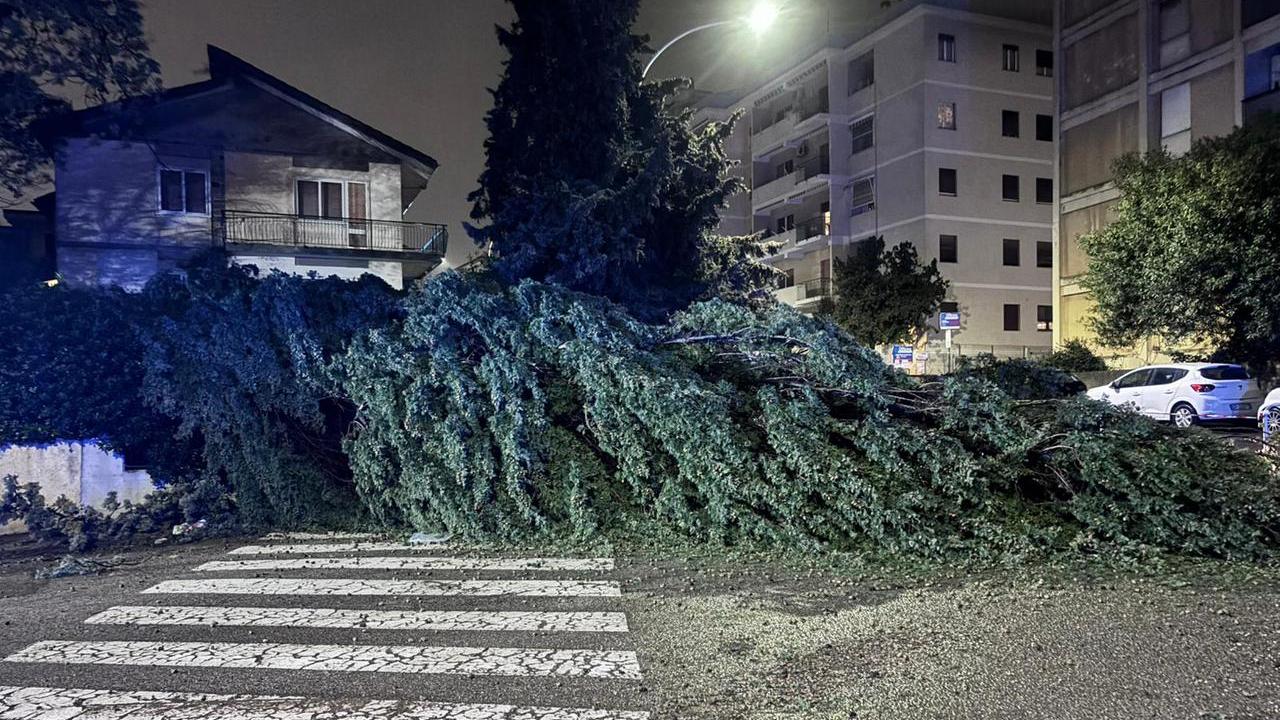 Maltempo a Sassari, crolla un albero sulla strada