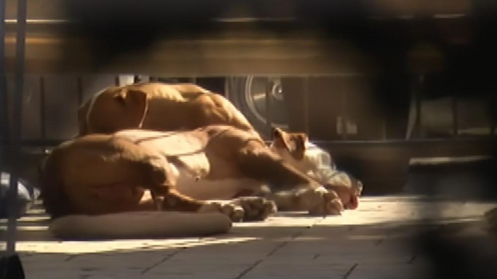 Anziana sbranata da due cani: i proprietari devono risarcire 230mila euro