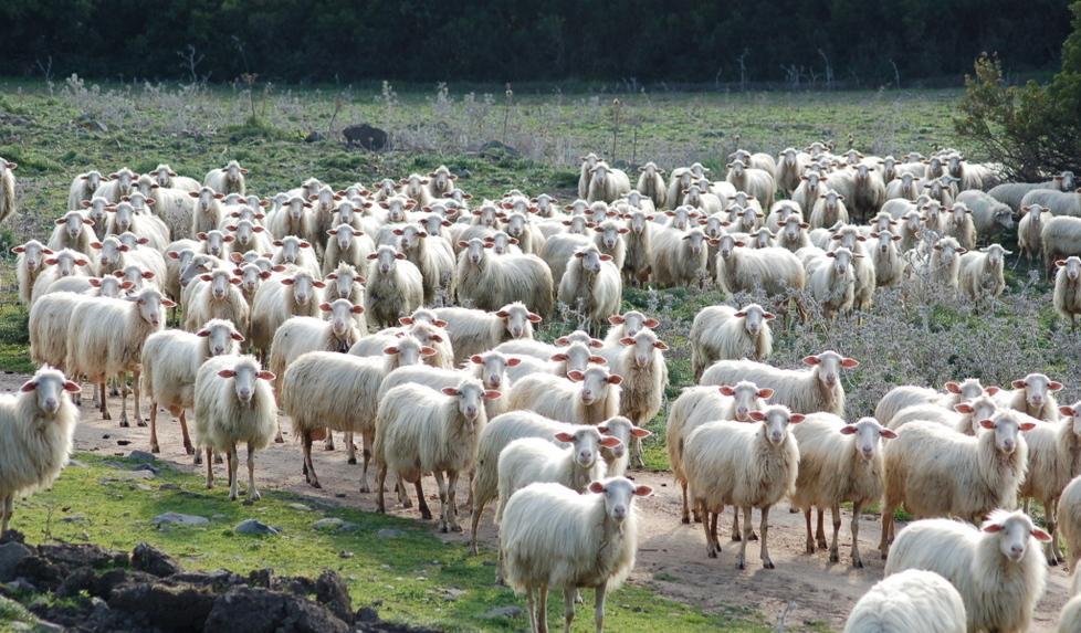 Lingua blu, a Sedilo il primo caso in Sardegna del 2014 