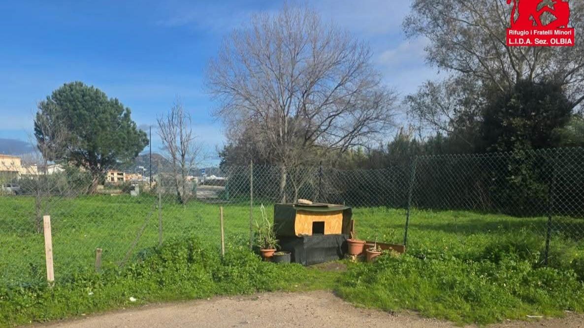 Olbia, 40 gatti restano senza rifugio: scoppia la protesta – ecco che cosa sappiamo