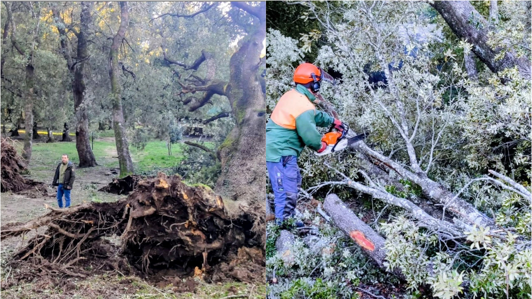 Le forti raffiche di vento sradicano lecci e pini marittimi: le impressionanti immagini dai boschi dell’Ogliastra