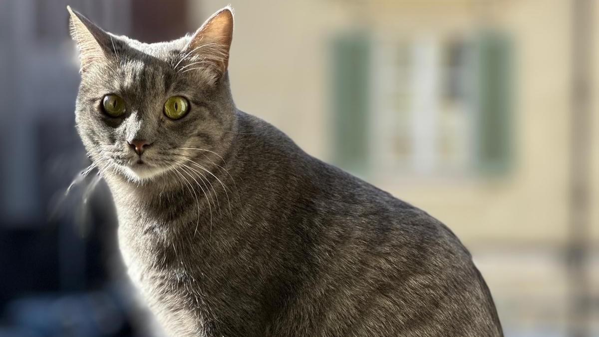 Oggi è la Giornata internazionale del gatto, i primi d’Europa arrivarono in Sardegna 2.200 anni fa