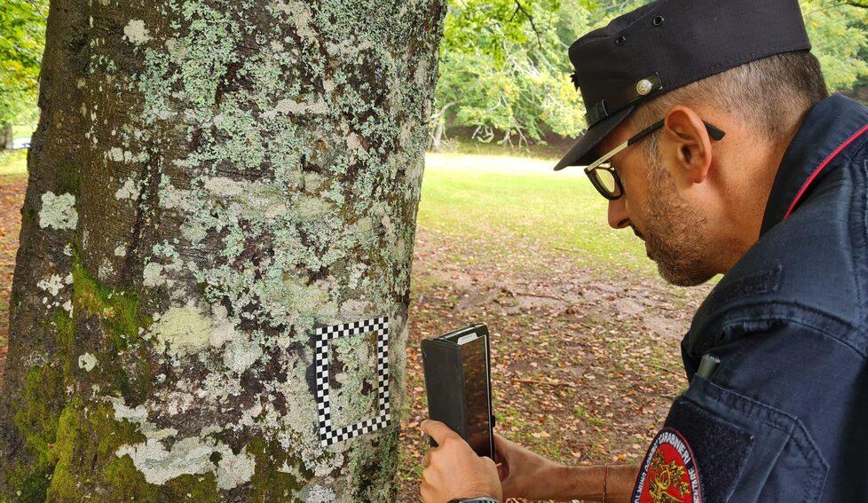 Argenta, danni all’albero monumentale: multa da 10mila euro alla ditta