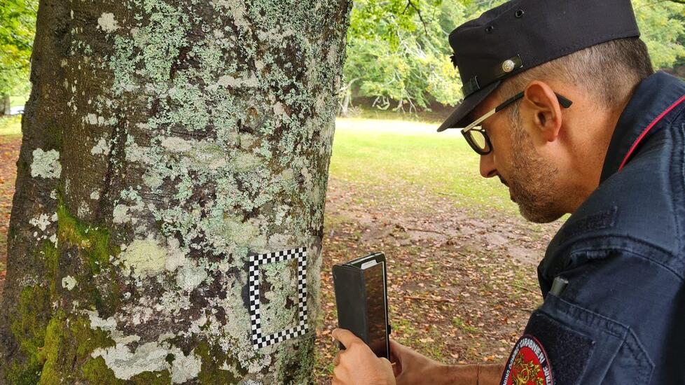 Argenta, danni all’albero monumentale: multa da 10mila euro alla ditta