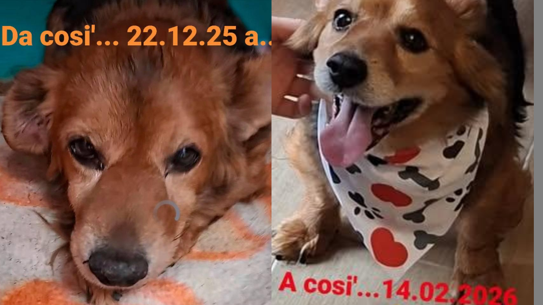 Vegliava il padrone morto a Sassari: ora per il cane Napoleone comincia una nuova vita – VIDEO