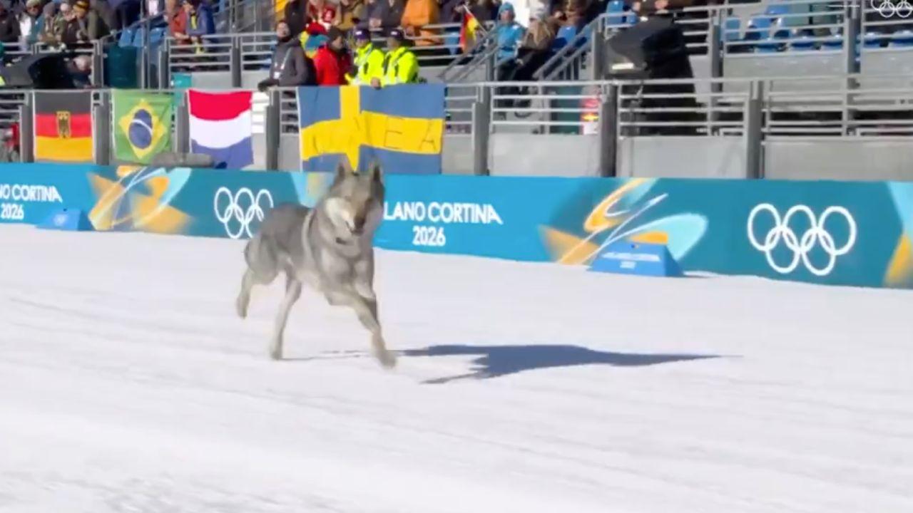 
	Il lupo in pista a Milano-Cortina

