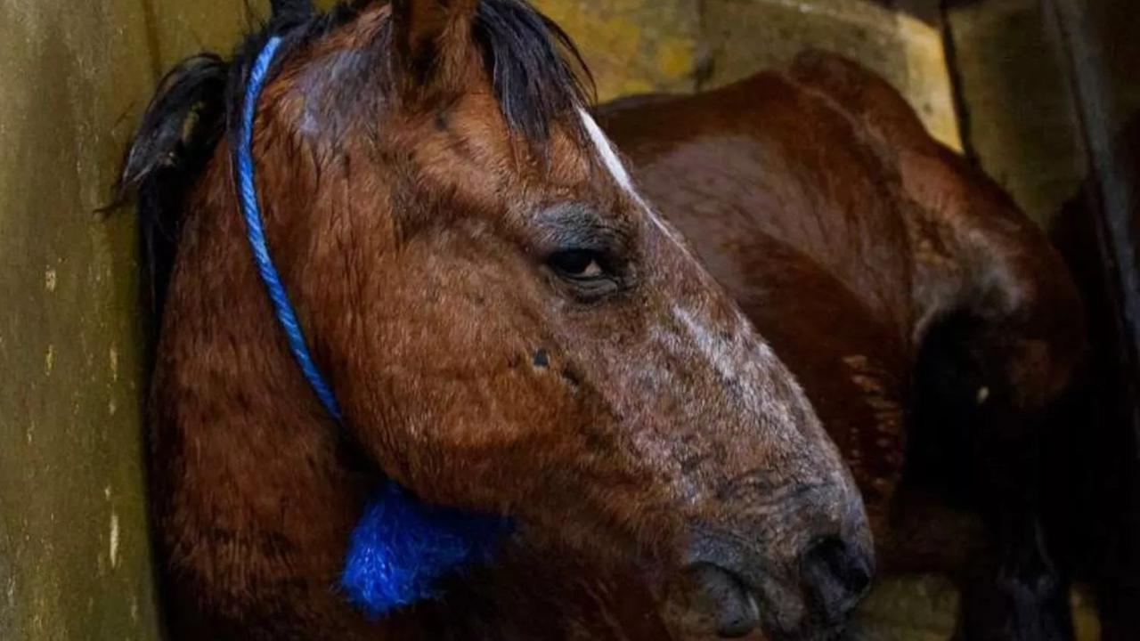 «I cavalli non si mangiano», la proposta di tre parlamentari contro la macellazione: ecco chi sono