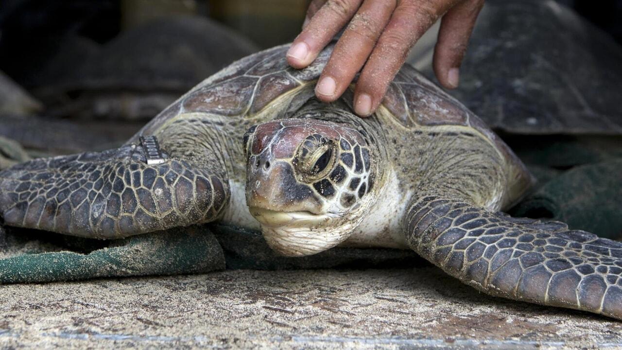 Le femmine di tartaruga si lanciano dalle scogliere: cercano di sfuggire ai maschi