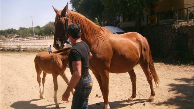Proposta di legge contro la macellazione dei cavalli, Cherchi: «Abolire questa barbarie è una battaglia di civiltà»