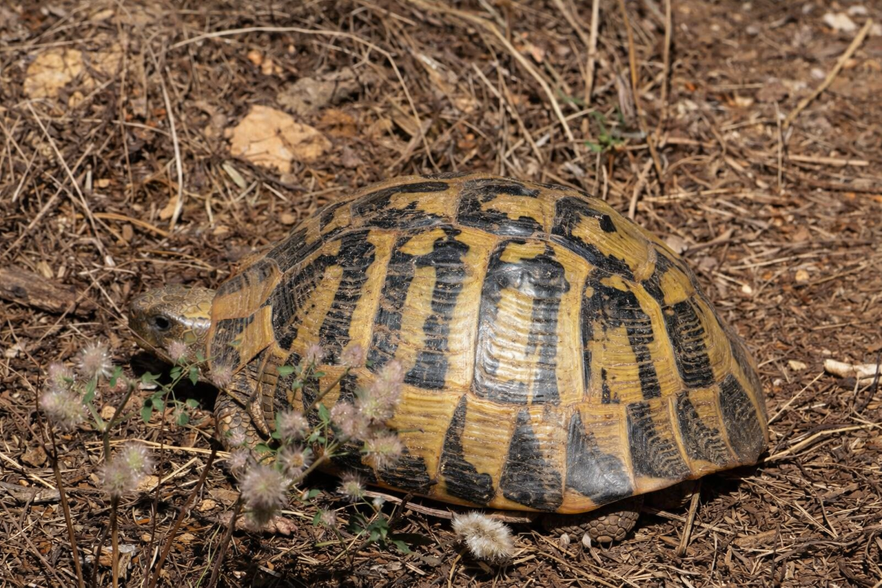 Tartarughe femmine in fuga dai maschi, rischiano di morire per non accoppiarsi: ecco perché