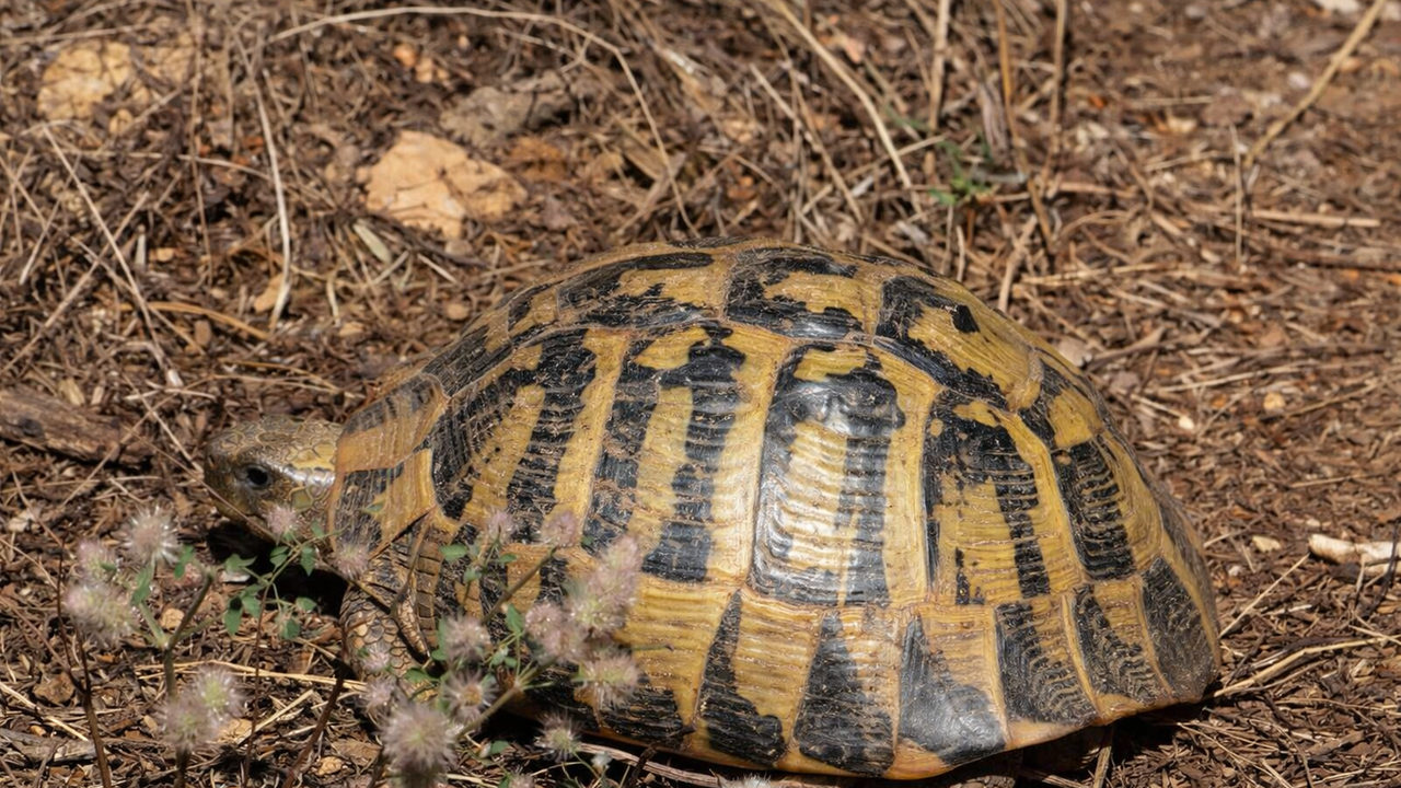 Tartarughe femmine in fuga dai maschi, rischiano di morire per non accoppiarsi: ecco perché